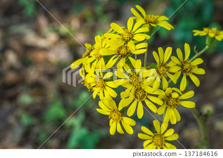 Early winter forest Yellow flowers of Japanese silverleaf 06 137184616