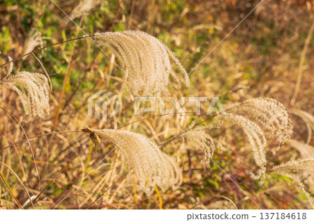 Shining silver grass in the early winter forest01 Shining silver grass in the early winter forest01 137184618