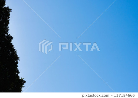 晴朗的冬日藍天和樹木輪廓 46 晴朗的冬日藍天和樹木輪廓 46 137184666
