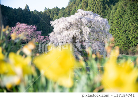奈良縣宇田市的又兵衛櫻花盛開。 137184741
