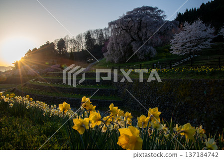 奈良縣宇田市的又兵衛櫻花盛開。 137184742