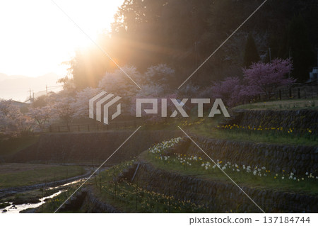 奈良縣宇田市的又兵衛櫻花盛開。 137184744