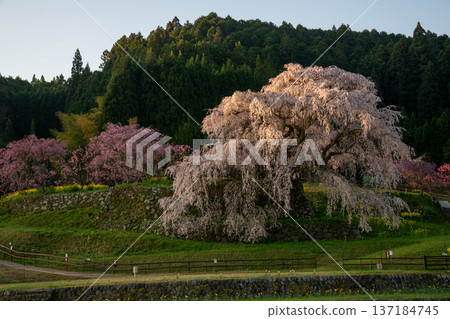 奈良縣宇田市的又兵衛櫻花盛開。 137184745
