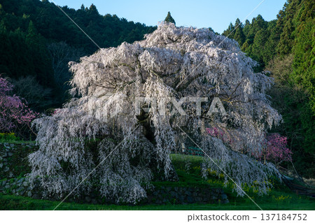 奈良縣宇田市的又兵衛櫻花盛開。 奈良縣宇田市的又兵衛櫻花盛開。 137184752