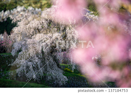 Matabei cherry blossoms in full bloom in Uda City, Nara Prefecture Matabei cherry blossoms in full bloom in Uda City, Nara Prefecture 137184753