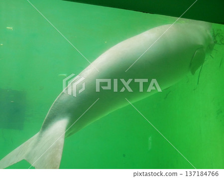 珍貴的儒艮 137184766