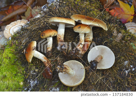 Chinametumutake Chinametumutake 137184830