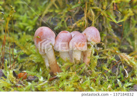 磚紅Hypholoma 磚紅Hypholoma 137184832