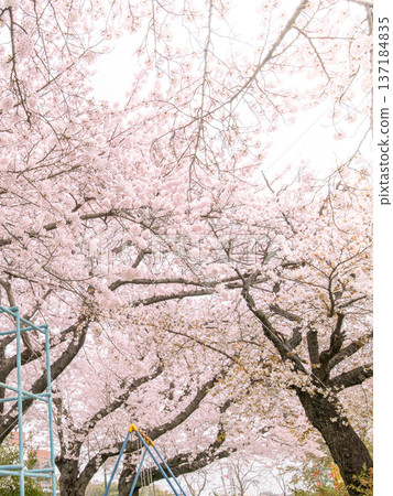 Image of spring park 137184835