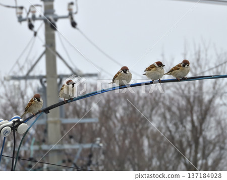 Sparrow Sparrow 137184928