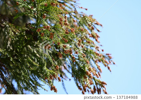 Male flower of Sugi (sugi) in early spring Male flower of Sugi (sugi) in early spring 137184988