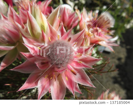 Cerulia Pretty Pink Cerulia Pretty Pink 137185004