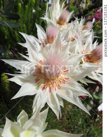 佛羅裡達州塞魯裡亞 137185191