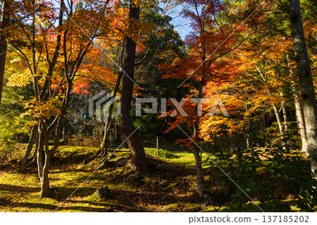 Hiraizumi, Iwate Prefecture in autumn - Motsuji Temple, a World Heritage Site with autumn foliage Hiraizumi, Iwate Prefecture in autumn - Motsuji Temple, a World Heritage Site with autumn foliage 137185202