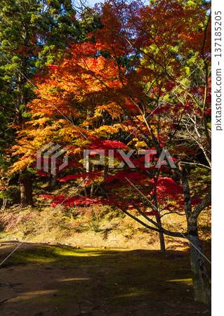 秋季的岩手縣平泉市－世界遺產茂津寺，秋色迷人 137185205