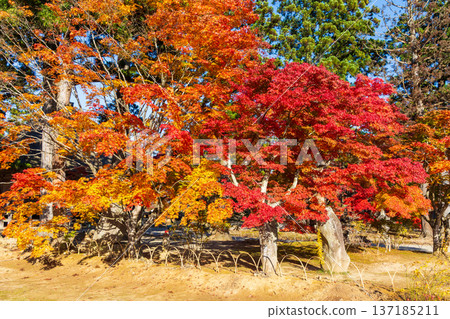 秋季的岩手縣平泉市－世界遺產茂津寺，秋色迷人 137185211