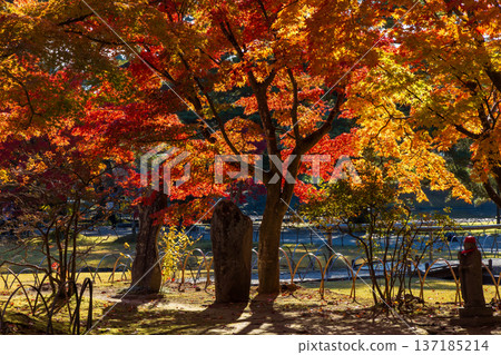 秋季的岩手縣平泉市－世界遺產茂津寺，秋色迷人 137185214