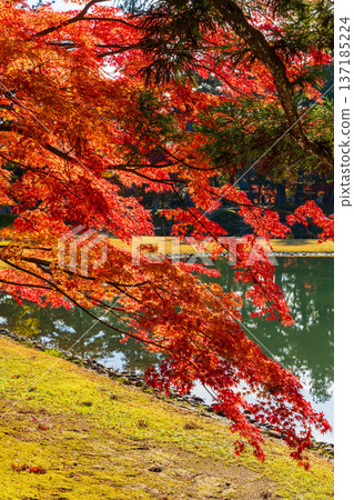 Hiraizumi, Iwate Prefecture in autumn: Motsuji Temple, a World Heritage Site with autumn foliage, and the Pure Land Garden 137185224