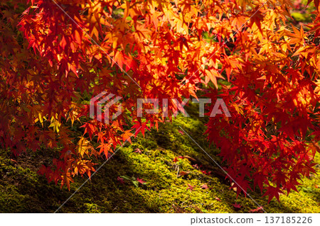 秋季的岩手縣平泉市－世界遺產茂津寺，秋色迷人 137185226