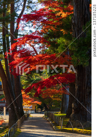 Hiraizumi, Iwate Prefecture in autumn - Motsuji Temple, a World Heritage Site with autumn foliage Hiraizumi, Iwate Prefecture in autumn - Motsuji Temple, a World Heritage Site with autumn foliage 137185228