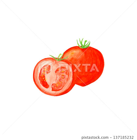 Hand-drawn watercolor illustration of a whole tomato and cut cross section Hand-drawn watercolor illustration of a whole tomato and cut cross section 137185232