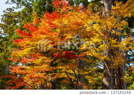 秋季的岩手縣平泉市－世界遺產茂津寺，秋色迷人 137185248