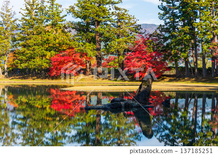 秋季的岩手縣平泉市：世界遺產茂津寺，秋色迷人，還有淨土庭園。 137185251