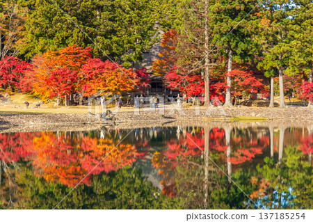 Hiraizumi, Iwate Prefecture in autumn: Motsuji Temple, a World Heritage Site with autumn foliage, and the Pure Land Garden Hiraizumi, Iwate Prefecture in autumn: Motsuji Temple, a World Heritage Site with autumn foliage, and the Pure Land Garden 137185254
