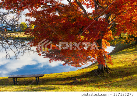 Hiraizumi, Iwate Prefecture in autumn: World Heritage Site of Autumn Foliage, Kanjizaio-in Temple Ruins Hiraizumi, Iwate Prefecture in autumn: World Heritage Site of Autumn Foliage, Kanjizaio-in Temple Ruins 137185273