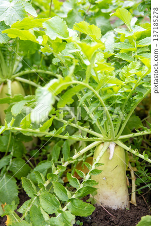 Radish growing in the field Radish growing in the field 137185278