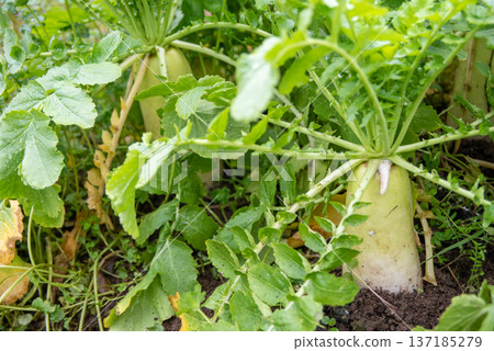 Radish growing in the field Radish growing in the field 137185279