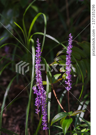 秋山紫百合花 12 137185296