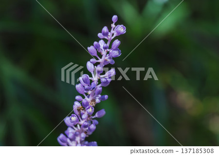 Autumn mountain: Macro photography of purple lily of the valley flowers 10 Autumn mountain: Macro photography of purple lily of the valley flowers 10 137185308