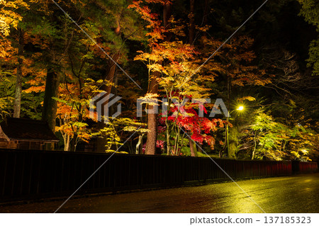 Autumn in Kakunodate, Akita Prefecture - Autumn leaves in the samurai residence street illuminated at night Autumn in Kakunodate, Akita Prefecture - Autumn leaves in the samurai residence street illuminated at night 137185323
