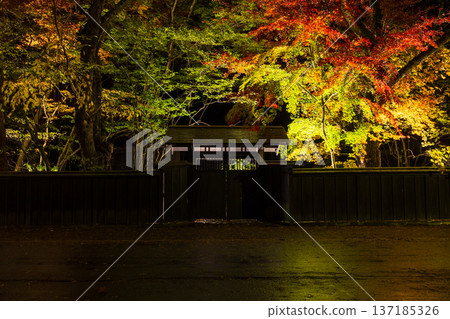 秋田縣角館的秋景－夜幕降臨，武士宅邸街道上的秋葉在燈光的映襯下顯得格外迷人。 137185326