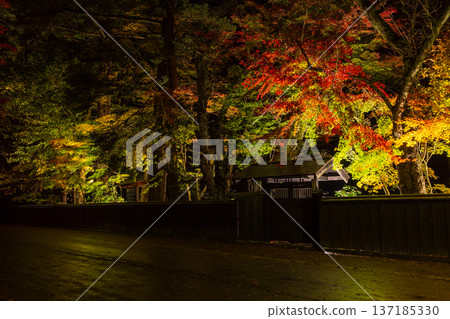 Autumn in Kakunodate, Akita Prefecture - Autumn leaves in the samurai residence street illuminated at night Autumn in Kakunodate, Akita Prefecture - Autumn leaves in the samurai residence street illuminated at night 137185330