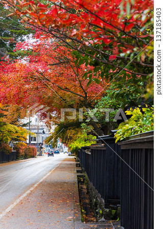 Autumn in Kakunodate, Akita Prefecture - Autumn leaves on Samurai Residence Street Autumn in Kakunodate, Akita Prefecture - Autumn leaves on Samurai Residence Street 137185403