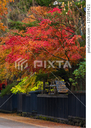Autumn in Kakunodate, Akita Prefecture - Autumn leaves on Samurai Residence Street Autumn in Kakunodate, Akita Prefecture - Autumn leaves on Samurai Residence Street 137185421