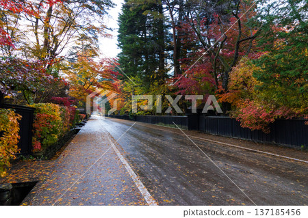 Autumn in Kakunodate, Akita Prefecture - Autumn leaves on Samurai Residence Street Autumn in Kakunodate, Akita Prefecture - Autumn leaves on Samurai Residence Street 137185456