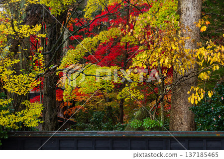 Autumn in Kakunodate, Akita Prefecture - Autumn leaves on Samurai Residence Street Autumn in Kakunodate, Akita Prefecture - Autumn leaves on Samurai Residence Street 137185465