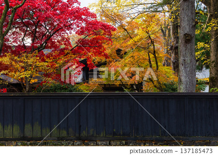Autumn in Kakunodate, Akita Prefecture - Autumn leaves on Samurai Residence Street 137185473