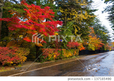 Autumn in Kakunodate, Akita Prefecture - Autumn leaves on Samurai Residence Street Autumn in Kakunodate, Akita Prefecture - Autumn leaves on Samurai Residence Street 137185490
