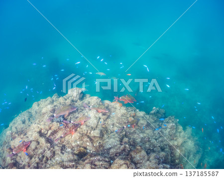 A school of blue damselfish, red goatfish, and goldfish. Hirizohama Beach, Minamiizu Town, Nakagi, Izu Peninsula, Shizuoka Prefecture 2025 137185587