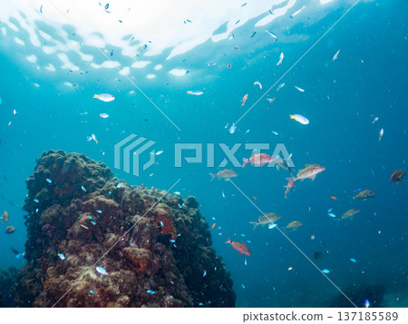 A school of blue damselfish, red goatfish, and goldfish. Hirizohama Beach, Minamiizu Town, Nakagi, Izu Peninsula, Shizuoka Prefecture 2025 137185589