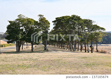 Windbreak forest at Chiba Port Park 137185674