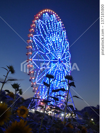 A landscape with a sunflower field and an illuminated Ferris wheel A landscape with a sunflower field and an illuminated Ferris wheel 137185800