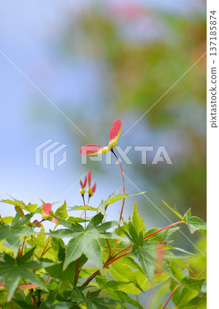 Acer palmatum Acer palmatum 137185874