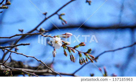 White cherry blossoms just beginning to bloom on the tips of Somei Yoshino cherry trees against the blue sky 137185963
