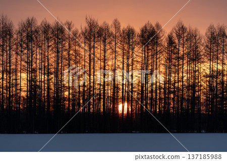 Snowy land at sunrise Snowy land at sunrise 137185988