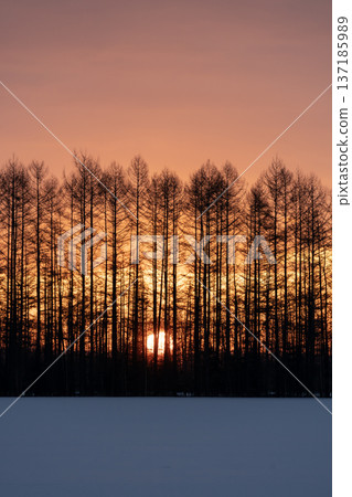 Snowy land at sunrise Snowy land at sunrise 137185989